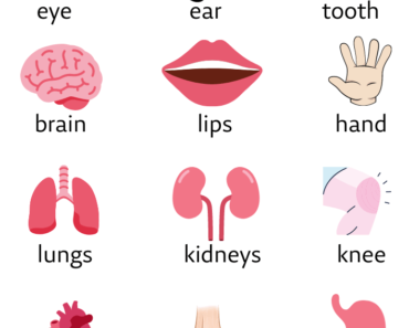 Body Parts Names List with Pictures