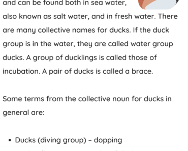 Collective Noun For Ducks in English PDF Worksheet