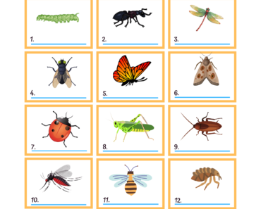 Insects Names with Pictures Matching PDF Worksheet For Kindergarten