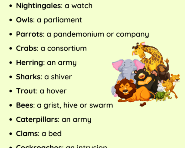 Names for Groups of Animals in English PDF Worksheet For Kids and Students